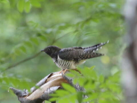 Image of Oriental Cuckoo