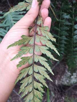 Image of Asplenium praemorsum Sw.