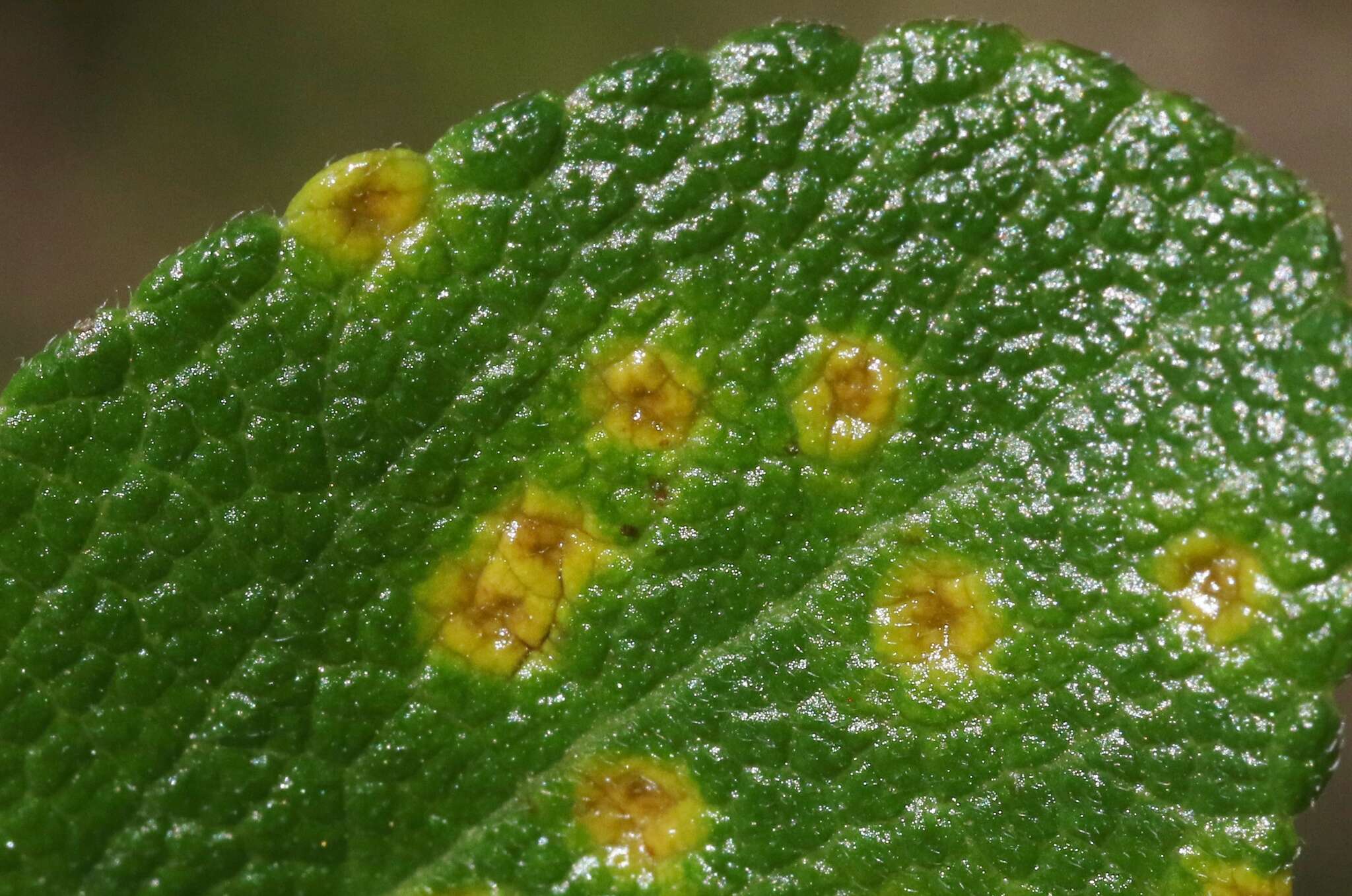 Image of Puccinia lantanae Farl. 1883