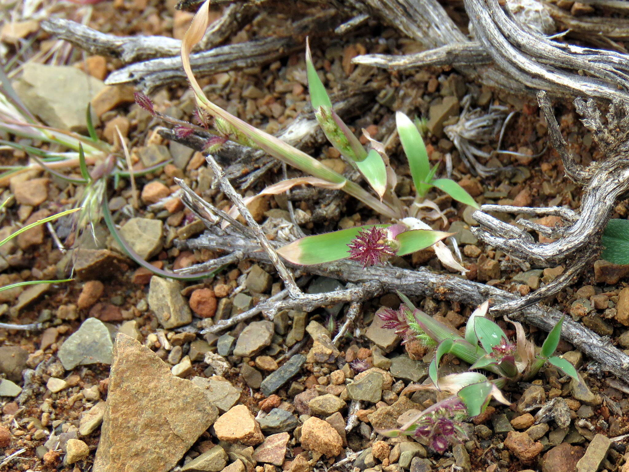 Image of Carrot seed grass