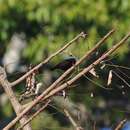 Sivun Chalcomitra amethystina kirkii (Shelley 1876) kuva