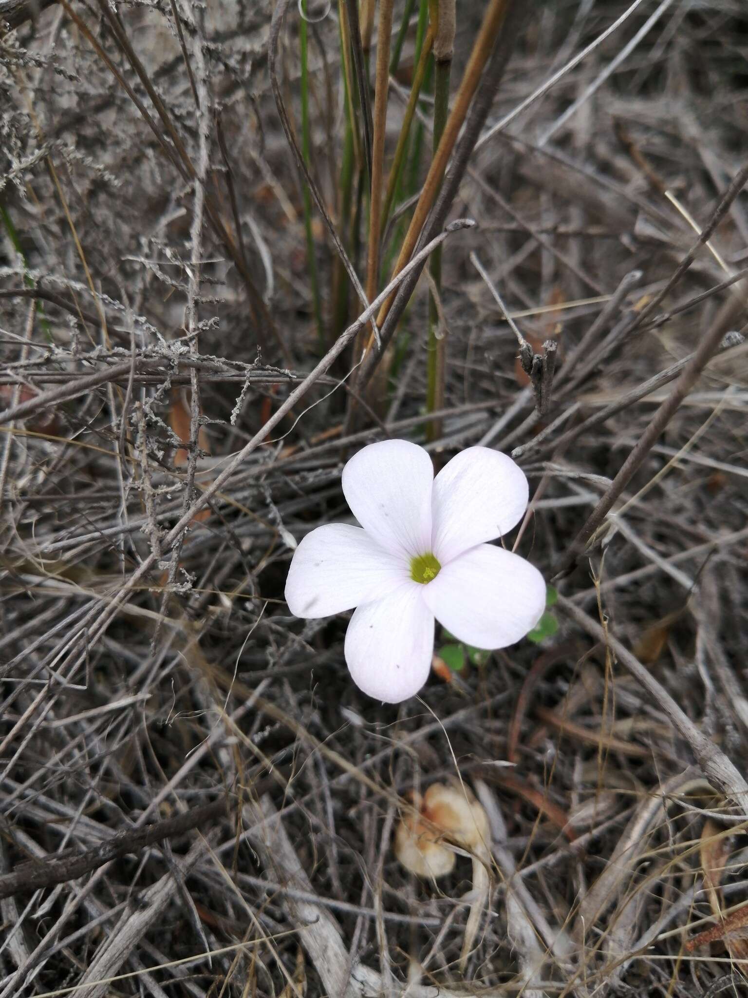 Sivun Oxalis fibrosa F. Bolus kuva