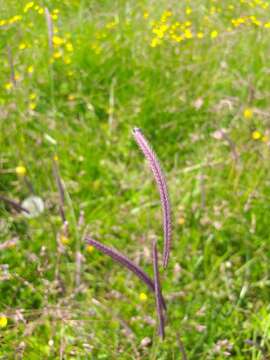 Image of Hordeum brevisubulatum (Trin.) Link