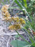 Image of Carex laevissima Nakai