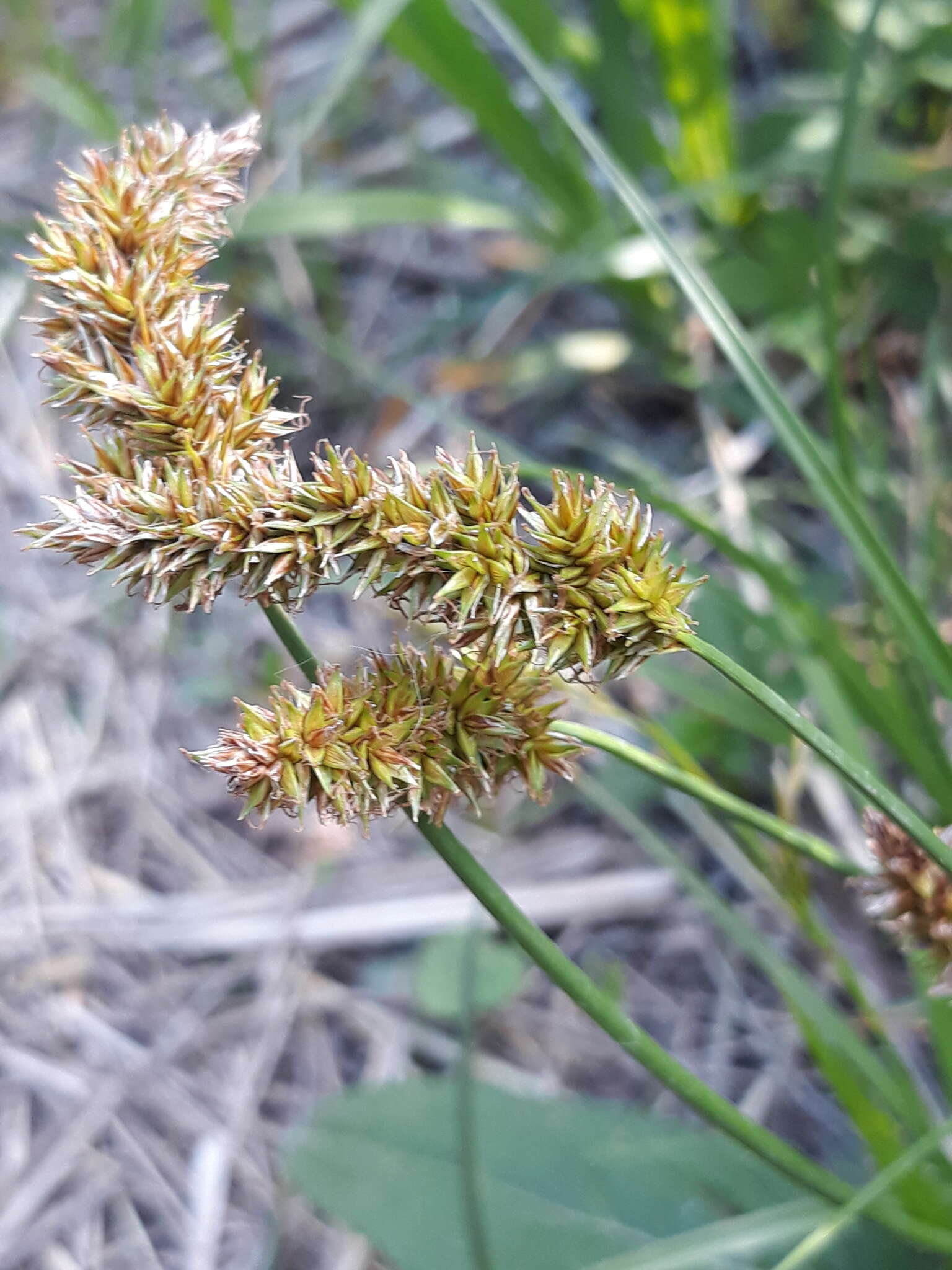 Image of Carex laevissima Nakai