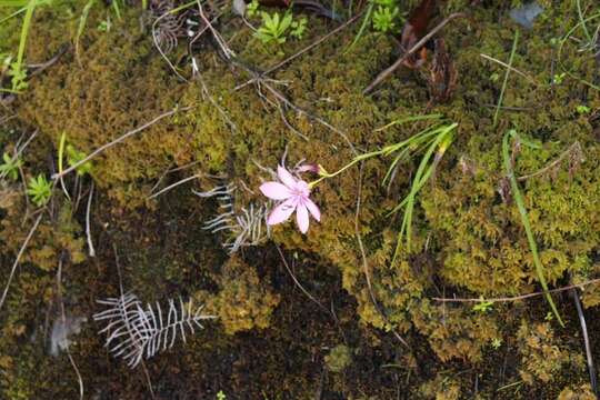 Image of Geissorhiza outeniquensis Goldblatt