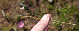 Image of Trachyandra filiformis (Aiton) Oberm.