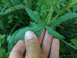 Image of corn poppy