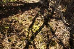 Imagem de Drosera rupicola (N. G. Marchant) Lowrie