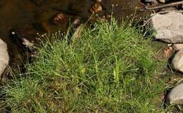 Image de Isolepis inundata R. Br.