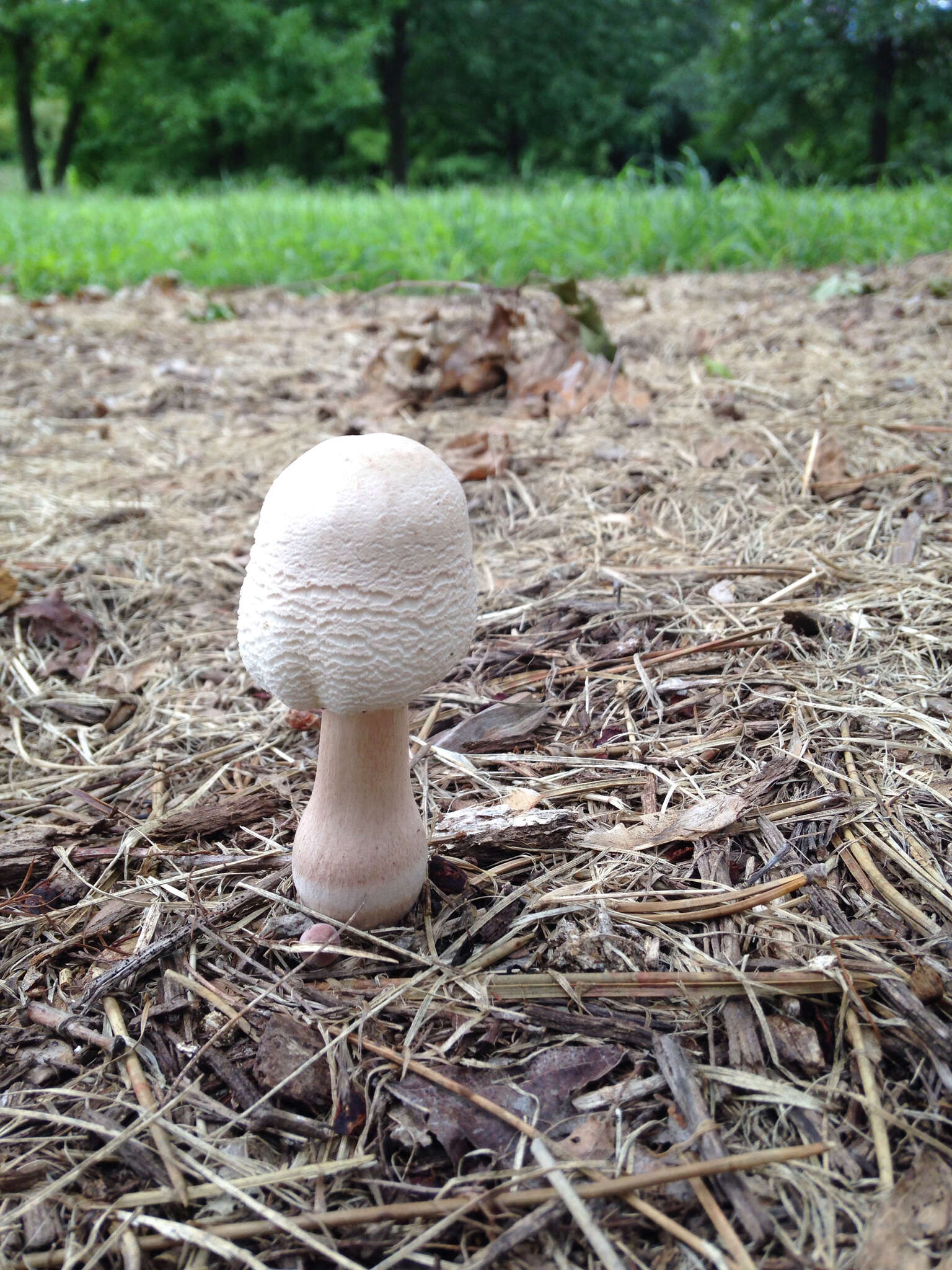 Image of Leucoagaricus americanus (Peck) Vellinga 2000