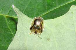 Image of Mottled Tortoise Beetle