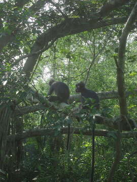 Image of Trachypithecus selangorensis Roos, Nadler & Walter 2008