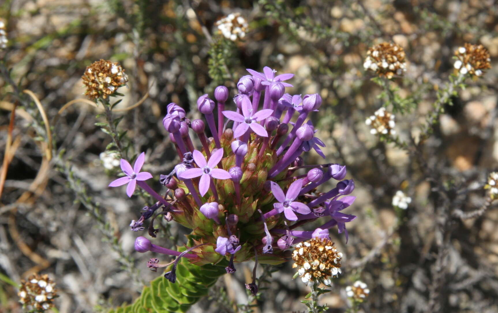 Image of Rhigiophyllum squarrosum Hochst.