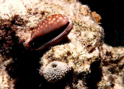 Image of measled cowrie