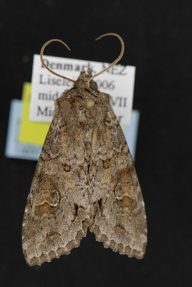 brown moth