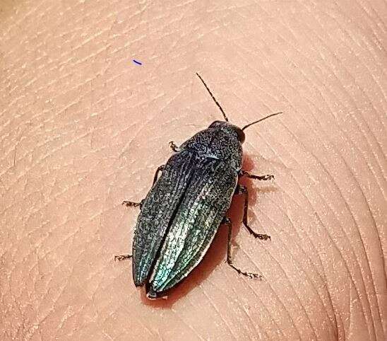 Imagem de Buprestis rustica Linnaeus 1758