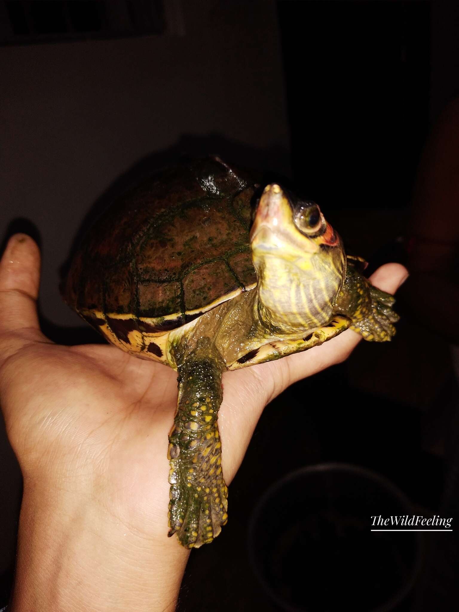 Image of Indian Roofed Turtle