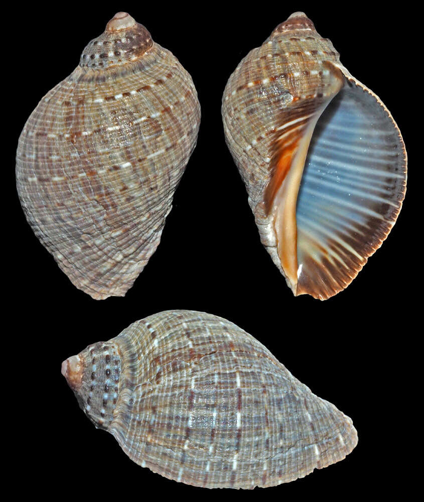 Imagem de Purpura persica (Linnaeus 1758)