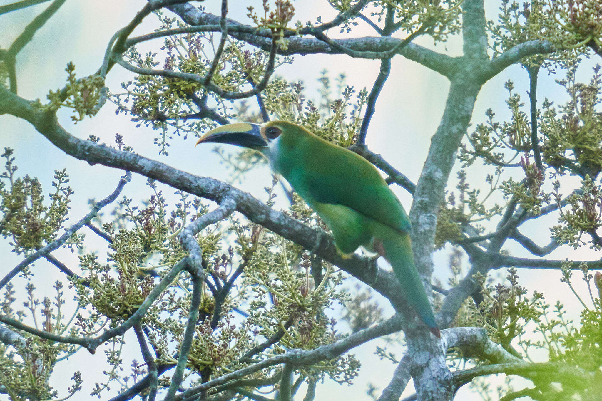 Image of <i>Aulacorhynchus prasinus wagleri</i>