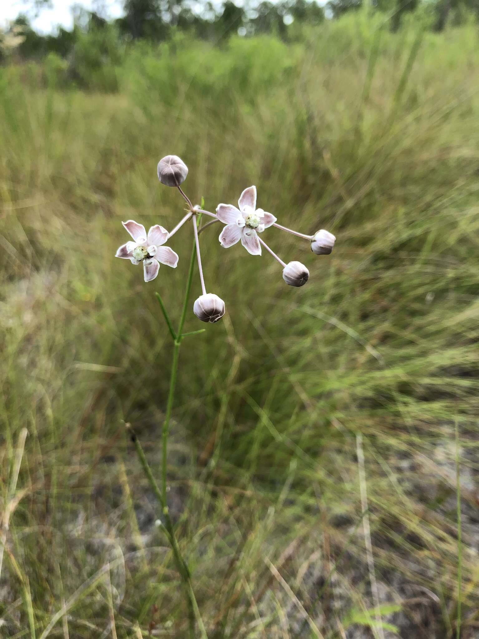 Image of Carolina milkweed