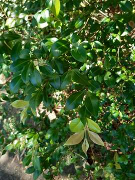 صورة Backhousia myrtifolia Hook. & Harv.