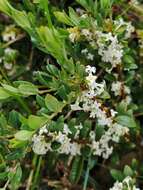 Image of Pimelea axiflora subsp. alpina (Benth.) Threlfall