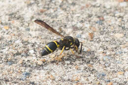 Image of Ancistrocerus campestris (de Saussure 1853)