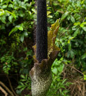 Amorphophallus hirtus N. E. Br. resmi