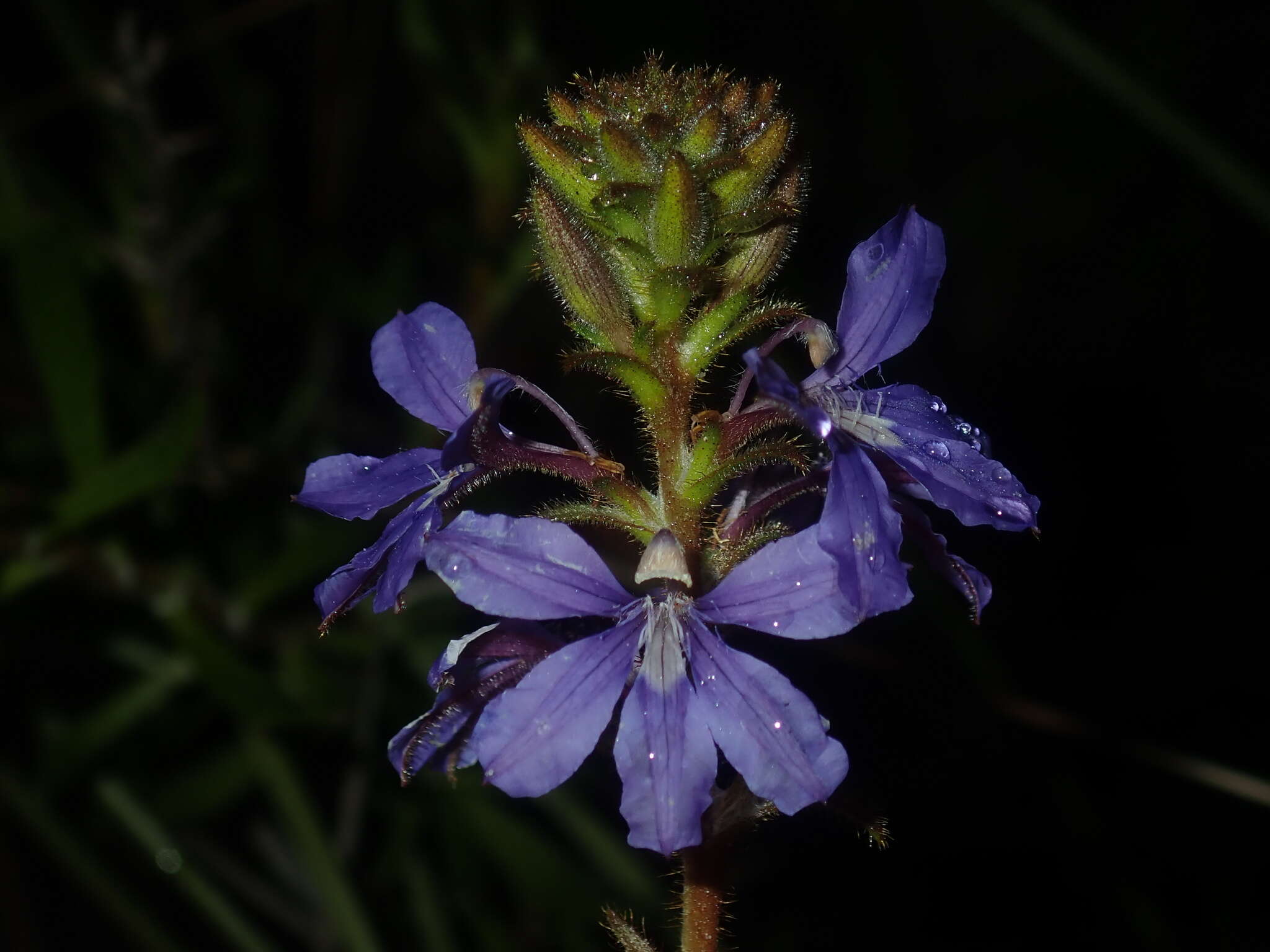 Image of Scaevola glandulifera DC.