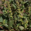 Image of Over's goosefoot