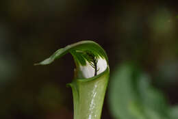 Image of Arisaema grapsospadix Hayata