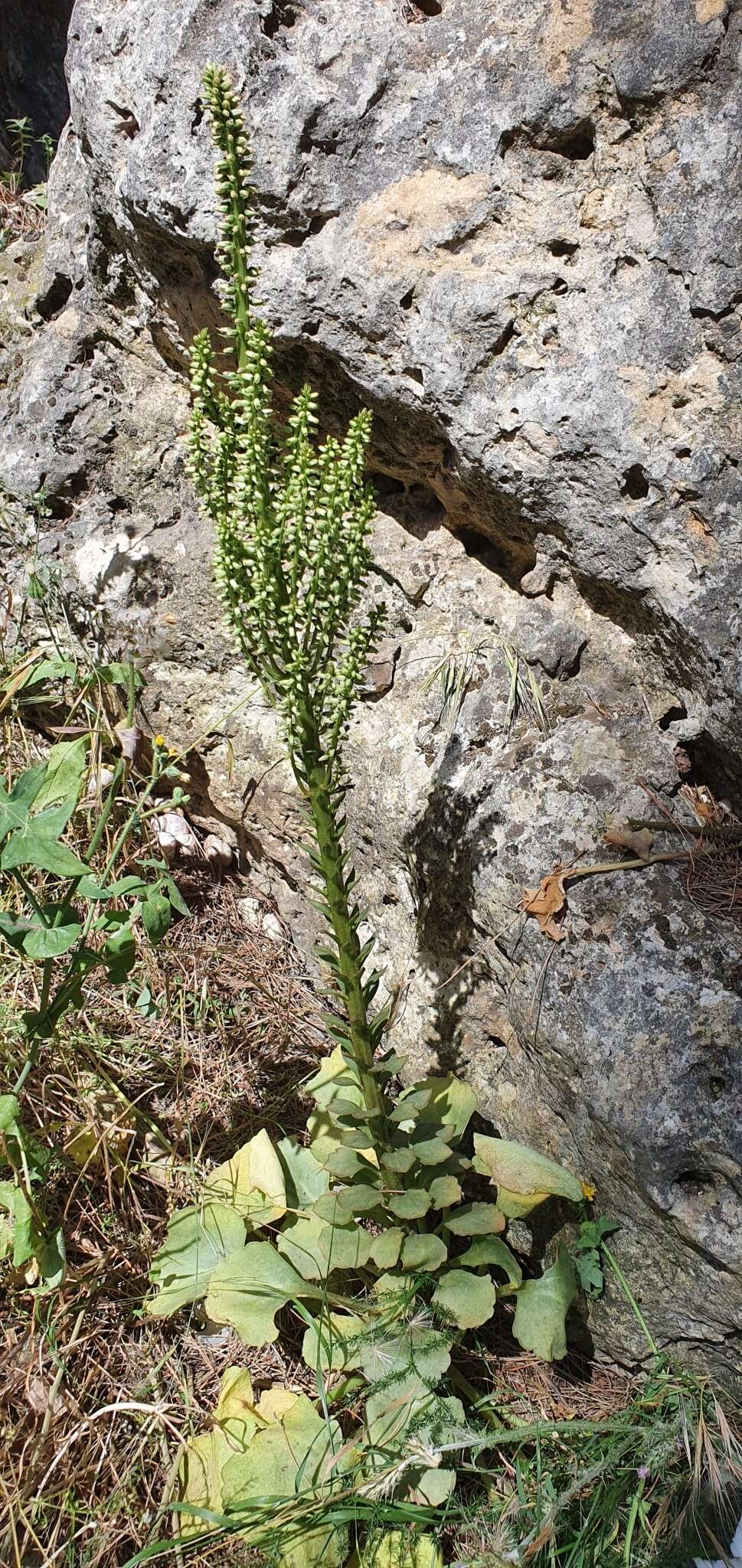 Image of Horizontal navelwort