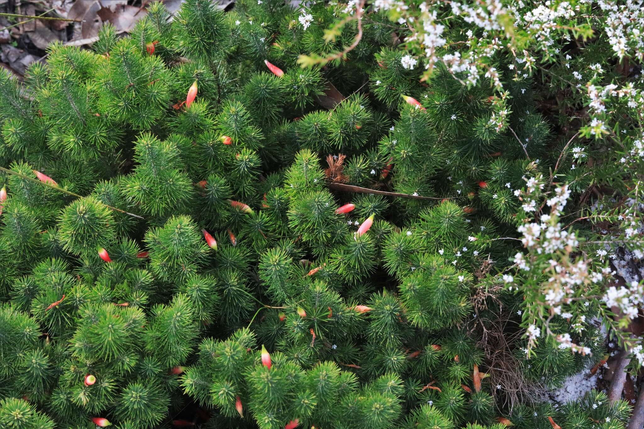 Слика од Astroloma pinifolium (R. Br.) Benth.