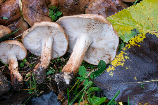 Image of Tricholoma populinum J. E. Lange 1933