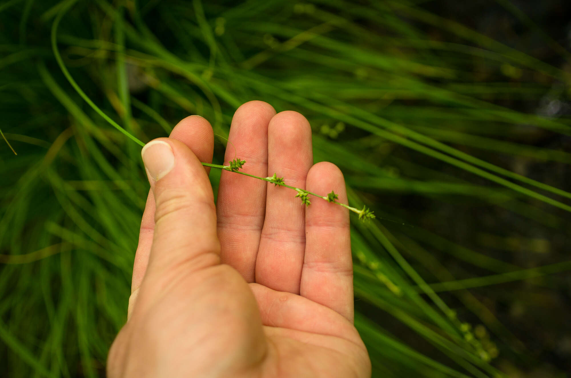 Image of Weak Stellate Sedge