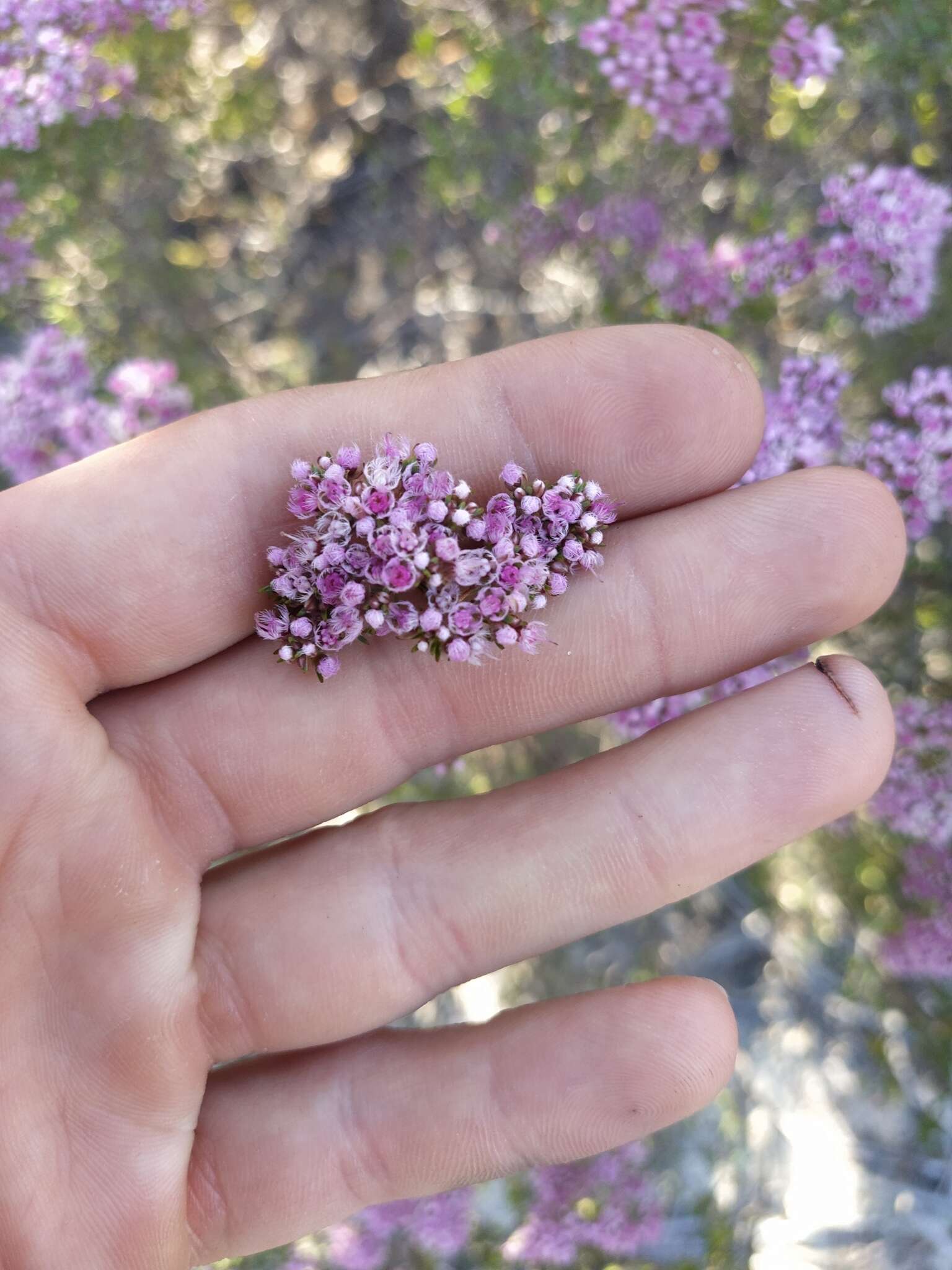 Verticordia densiflora Lindl. resmi