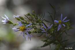 Plancia ëd Galatella sedifolia (L.) Greuter