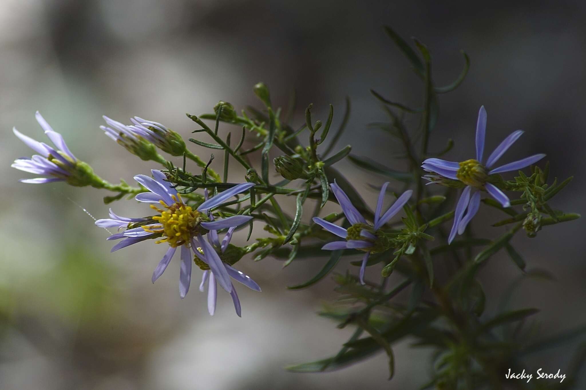 Plancia ëd Galatella sedifolia (L.) Greuter