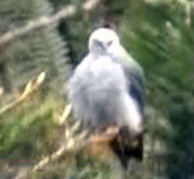 Image of Plumbeous Kite