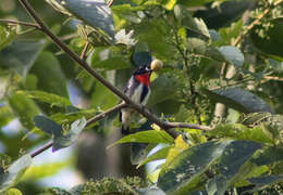 Image of Grey-sided Flowerpecker