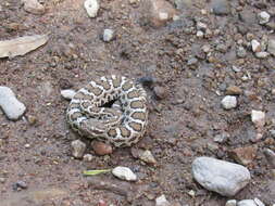 Crotalus cerberus (Coues ex Wheeler 1875)的圖片