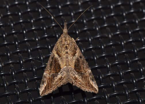 Image of Moth