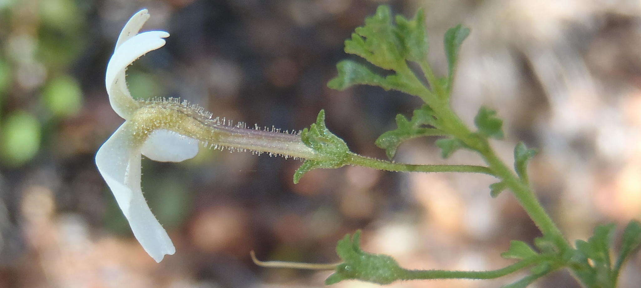 Image of Jamesbrittenia argentea (L. fil.) O. M. Hilliard