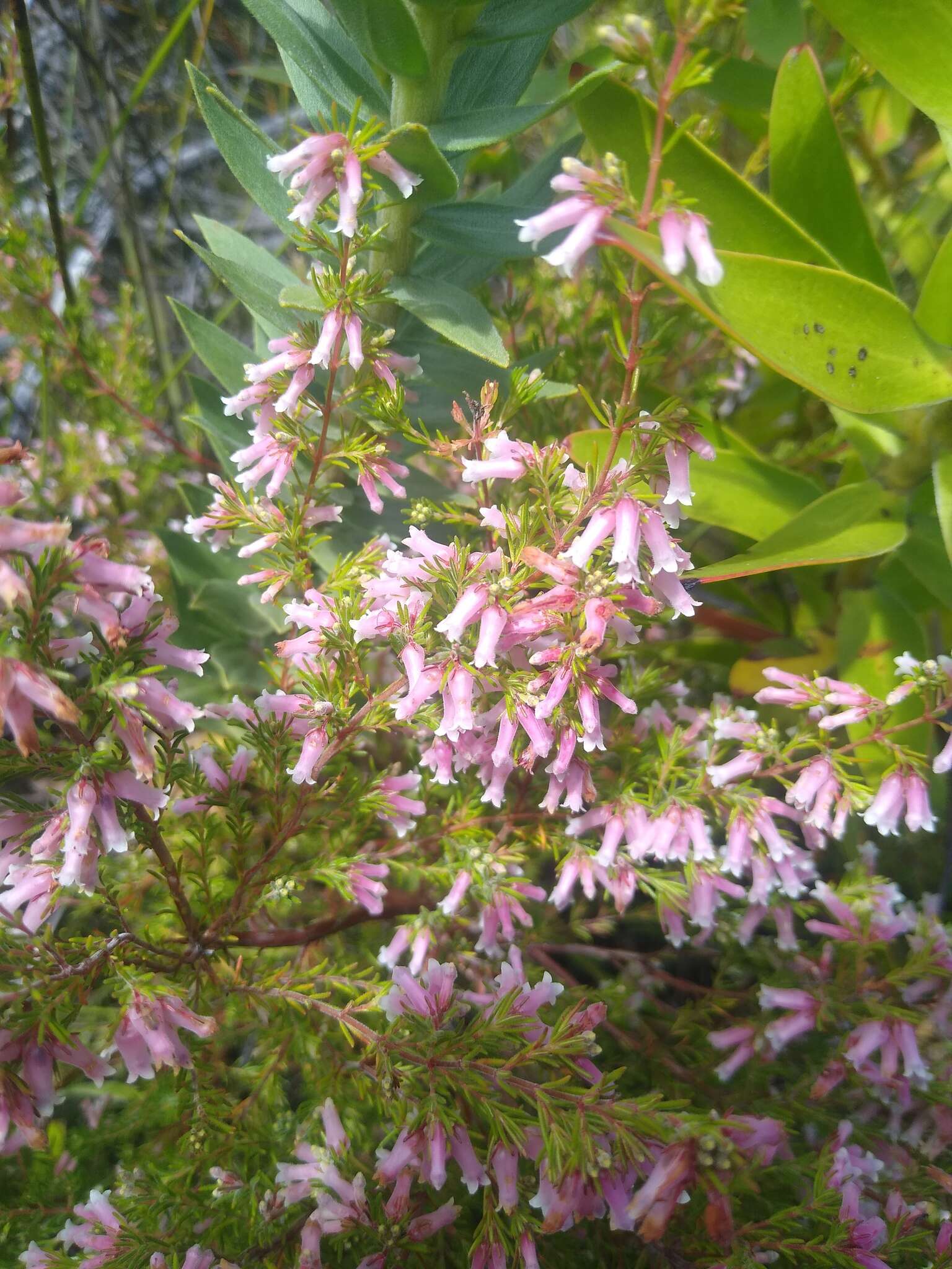 Image of Redhill Heath