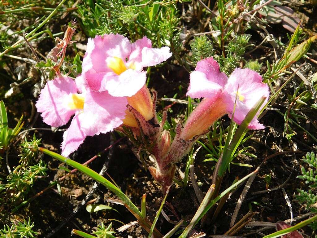 Image of Purple Inkflower