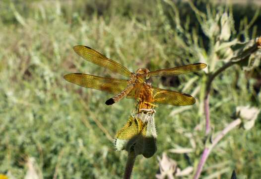 Слика од Perithemis icteroptera (Selys ex Sagra 1857)