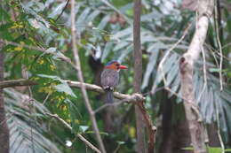 Image of Blue-headed Kingfisher