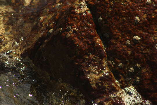 Image of Zebra clingfish