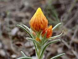 Image of Waitzia acuminata Steetz